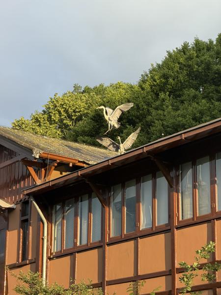 Two Grey Herons are captured on a building's rooftop, with one gracefully landing while the other stands, amidst lush green trees under a bright sky